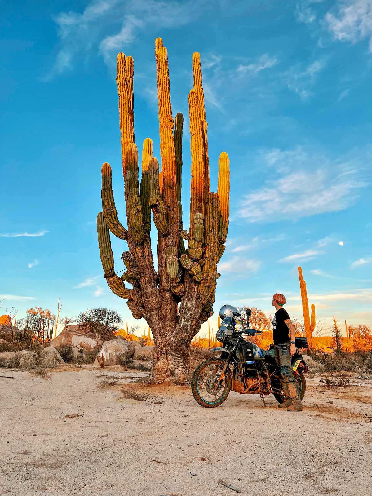 Baja Cactus