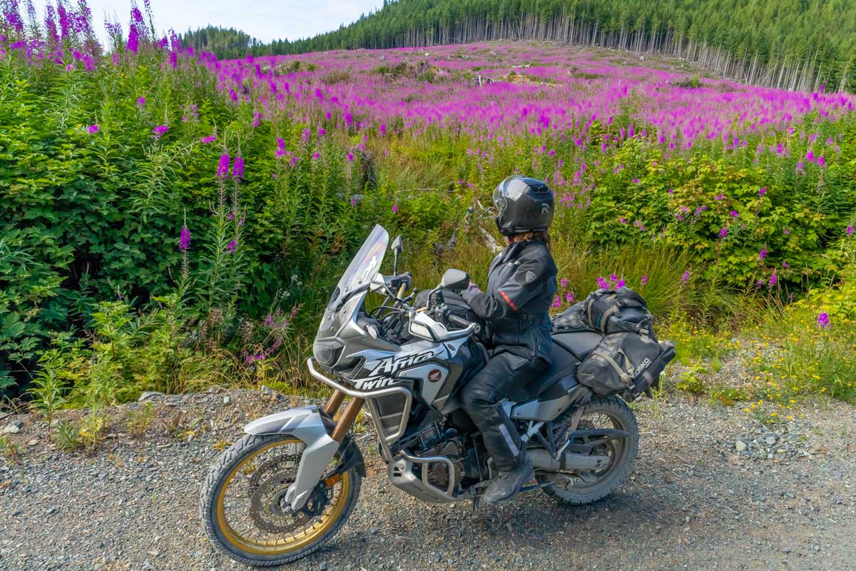 Fiore di corsa dell'isola di Vancouver settentrionale