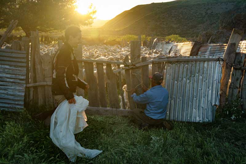 Stile di vita della capra dei primi