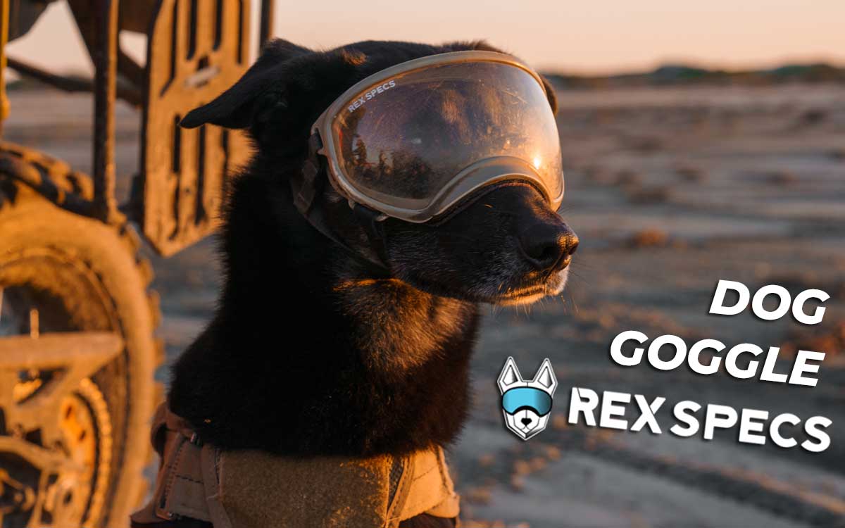Rex Specs Dog Goggle Review intro