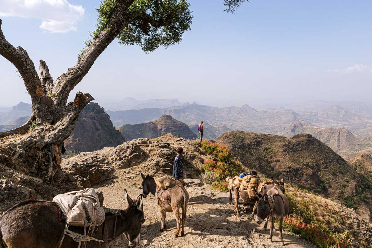Ethiopia Ride simiens