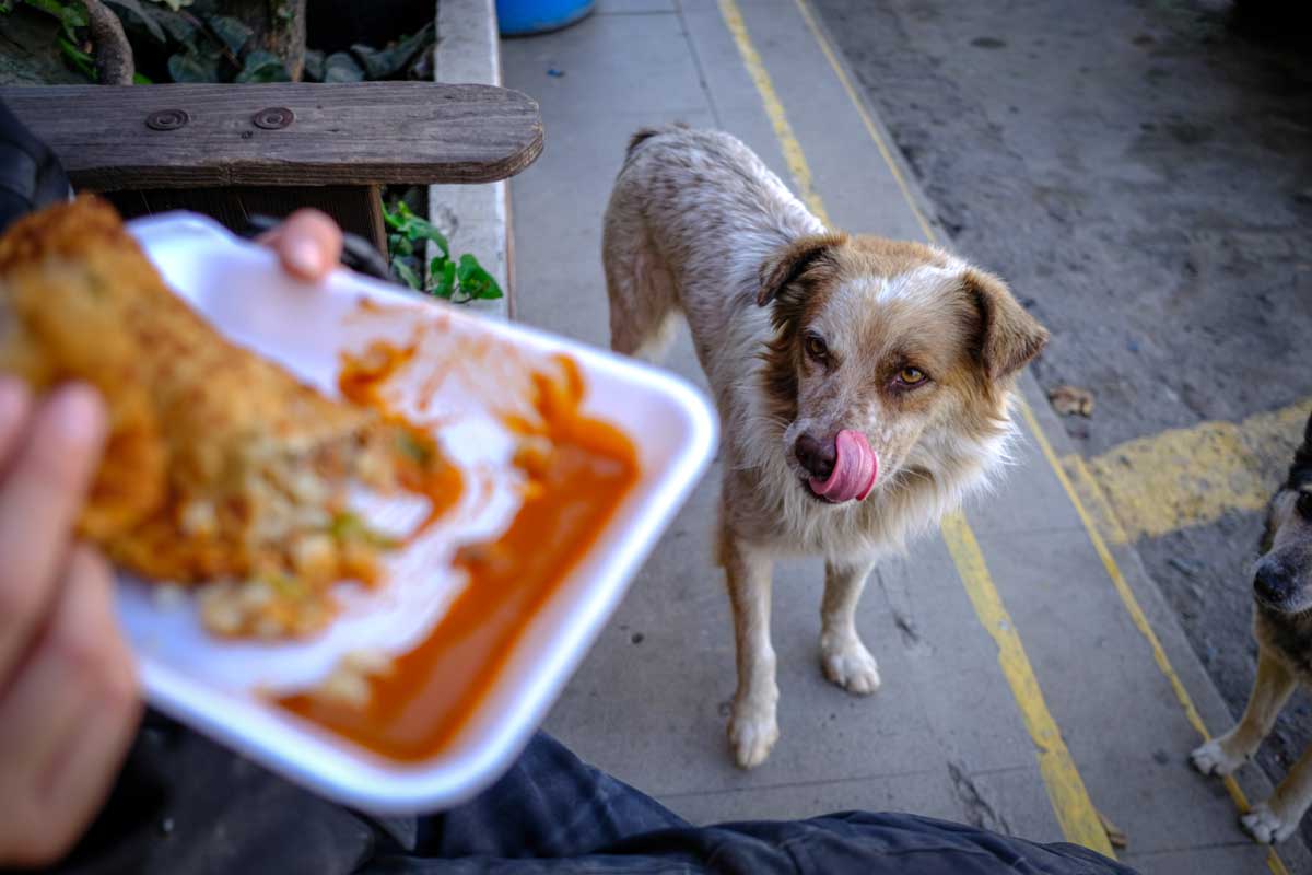 Lost in Baja empanada