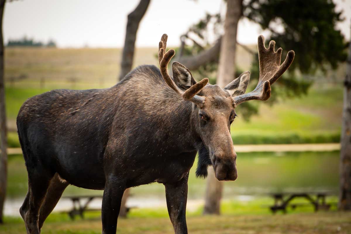 WYBDR Report moose